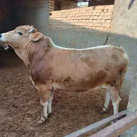 ۲راس گوساله چاقسرکداراجری|حیوانات مزرعه|پیشوا, |دیوار