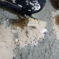 کفتر  .سینه سیاه نر پرشی