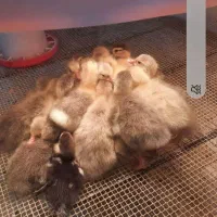 جوجه غاز ۵ روزه