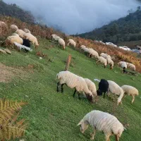 امرتع برای ۲۰۰ راس گوسفند خنج