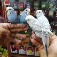 ۴ مرغ عشق جوانه دستی فنج میناعروس هلندی