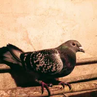 کبوتر|پرنده|تاتار علیا, |دیوار