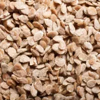بذر گوجه فرنگی دستی رقم پارس