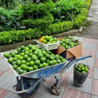 فروش نارنج|عمده‌فروشی|نوشهر, |دیوار