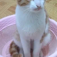 واگذاری رایگان گربه