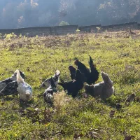 گلین لری پنگوعنی سوپر کلسیونی|حیوانات مزرعه|سرخه حصار, |دیوار