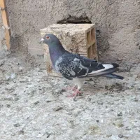 پلاکی|پرنده|قم, کاسه گران|دیوار