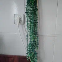 سبزه اویز