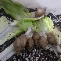 ۹تاحلزون زیبا