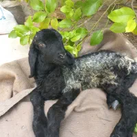 بره نر یک ماهه