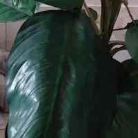 درخچه مصنوعی طرح بابا آدم بزرگ