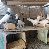 کبوتر طوقی