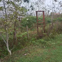 فروش زمین باغی  بادرخت صنوبر۴ساله|فروش زمین و ملک کلنگی|طاهرگوراب, |دیوار