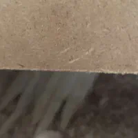 یه جفت عروس هلندی بالغ در حال تخم گذاری|پرنده|نگین شهر, |دیوار