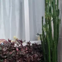 گل طبیعی|گل و گیاه طبیعی|یاسوج, |دیوار