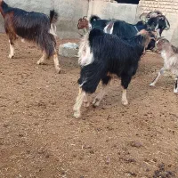 بز زایده|حیوانات مزرعه|پیشوا, |دیوار