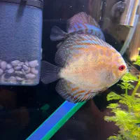 ماهی.ماهی دیسکس|ماهی|زابل, |دیوار