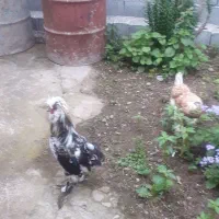 تخم نطف دار