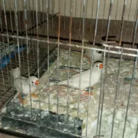 فنچ|پرنده|اردبیل, |دیوار