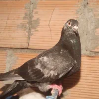 چند نو کپوتر برای فروش