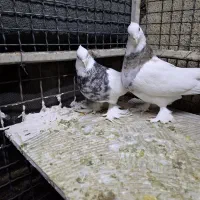 کبوترطوقی پایر قیمت مقطوع ۲میلیون|پرنده|فسا, |دیوار