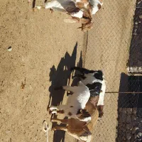 بز فروشی|حیوانات مزرعه|مشگین شهر, |دیوار