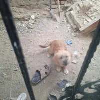 سگ پاکوتاه|سگ|ماهدشت, |دیوار