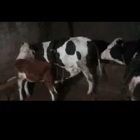 گاو سیمیتال