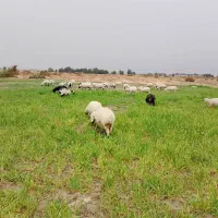 میش سیاه بابره نر 10روزه