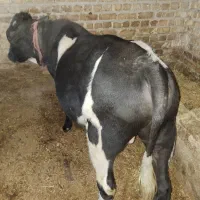 گوساله نر|حیوانات مزرعه|ابهر, |دیوار