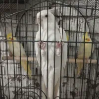 سه عدد عروس هلندی نر