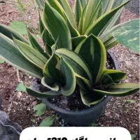 گل های آپارتمانی|گل و گیاه طبیعی|رودبنه, |دیوار