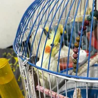 عروس هلندی|پرنده|مسجد سلیمان, |دیوار