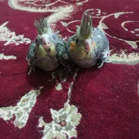 جوجه عروس هلندی|پرنده|یاسوج, |دیوار