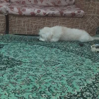 واگزاری سگ پا کوتا خوشکل