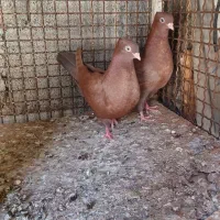 سرخ ابادانی