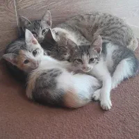 ۳ تا گربه خونگی و دستی واگذار میشود