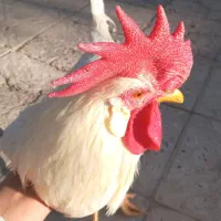 سلام دو عدد خروس