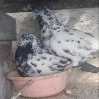 کبوتر ، کفتر ، جفت پرشی