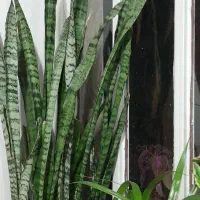 گلدان های زیبا|گل و گیاه طبیعی|حمیدیا, |دیوار