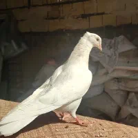 یه جفت کفتر اراکی و جوجه اراکی