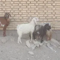 بز ۶عدد   دونر ۴ ماده