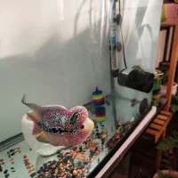 فلاور KML|ماهی|اندیشه, اندیشه فاز ۴|دیوار