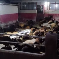 کارگر افغانی