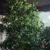 باغ/زمین/کلاته/مجدالدین