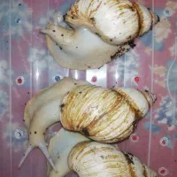 حلزون اچاتینا|آرایشی، بهداشتی، درمانی|تهران, ارجمندی راد|دیوار