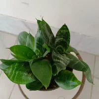 گلهای طبیعی|گل و گیاه طبیعی|گلپایگان, |دیوار