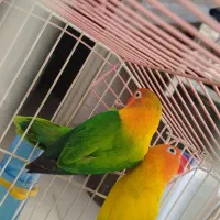 طوطی برزیلی خوشگل همدمت میشن