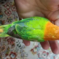 طوطی برزیلی نر