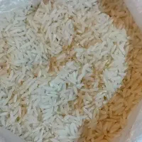 برنج طارم هاشمی کشت دوم تابستان ۱۴۰۴